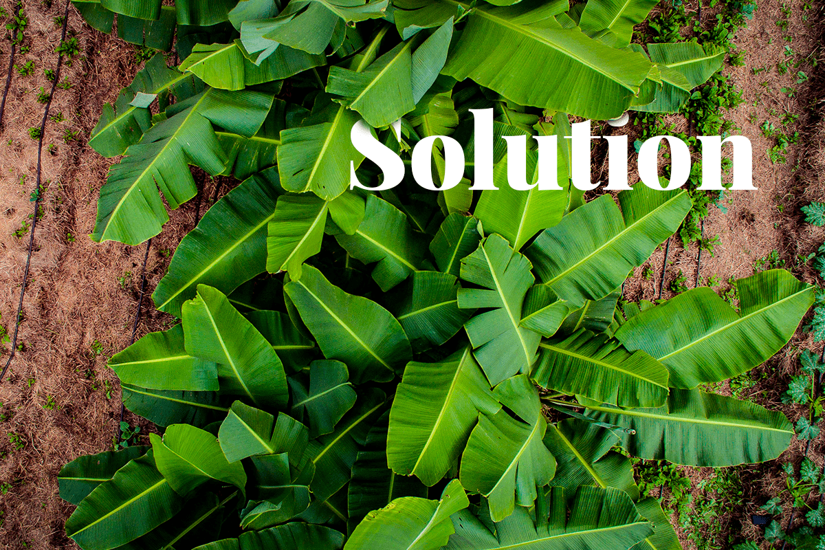 Agroecology in action_Onions and palm trees planted close to each other_visual1
