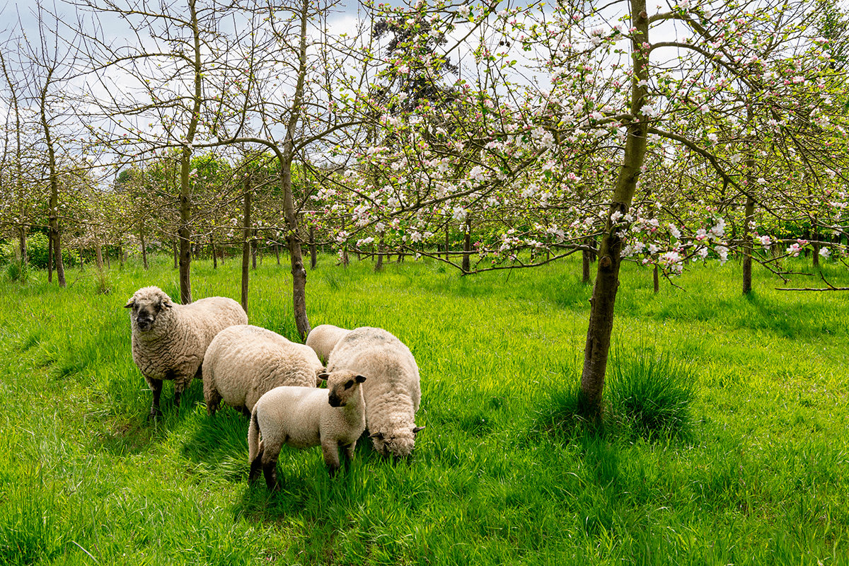 Agroecology in action_sheep farming in an apple orchard_visual2