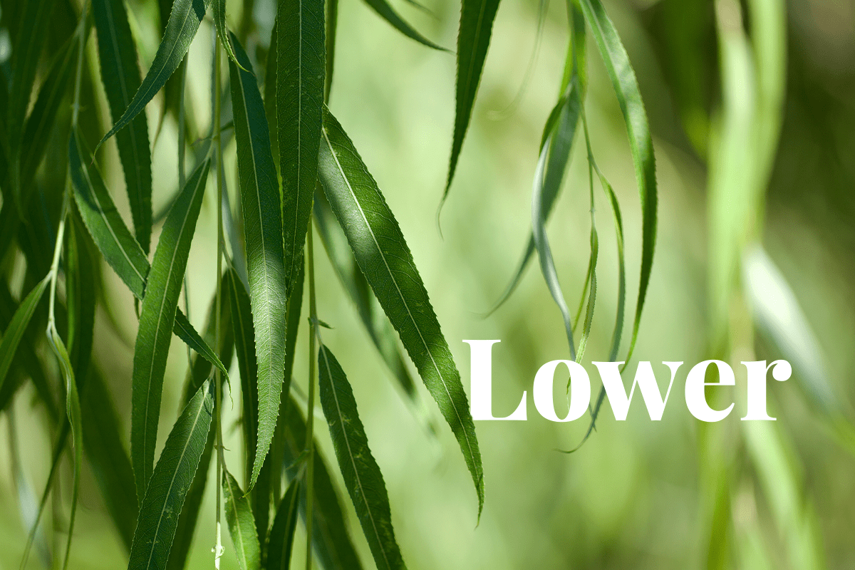 Agroforestry project uses trees to lower the carbon footprint of farming_visual 1