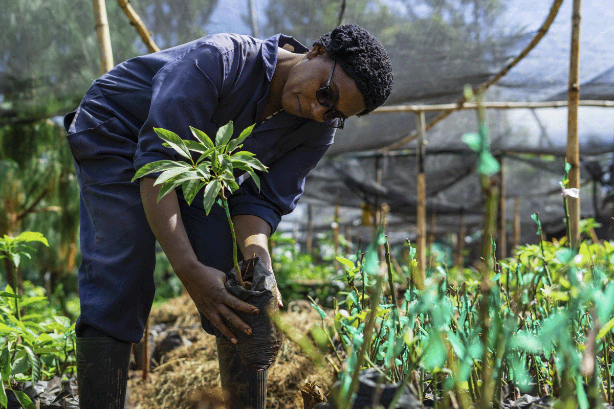 All you need to know about green bonds_A local woman working in a tree nursery_visual 2
