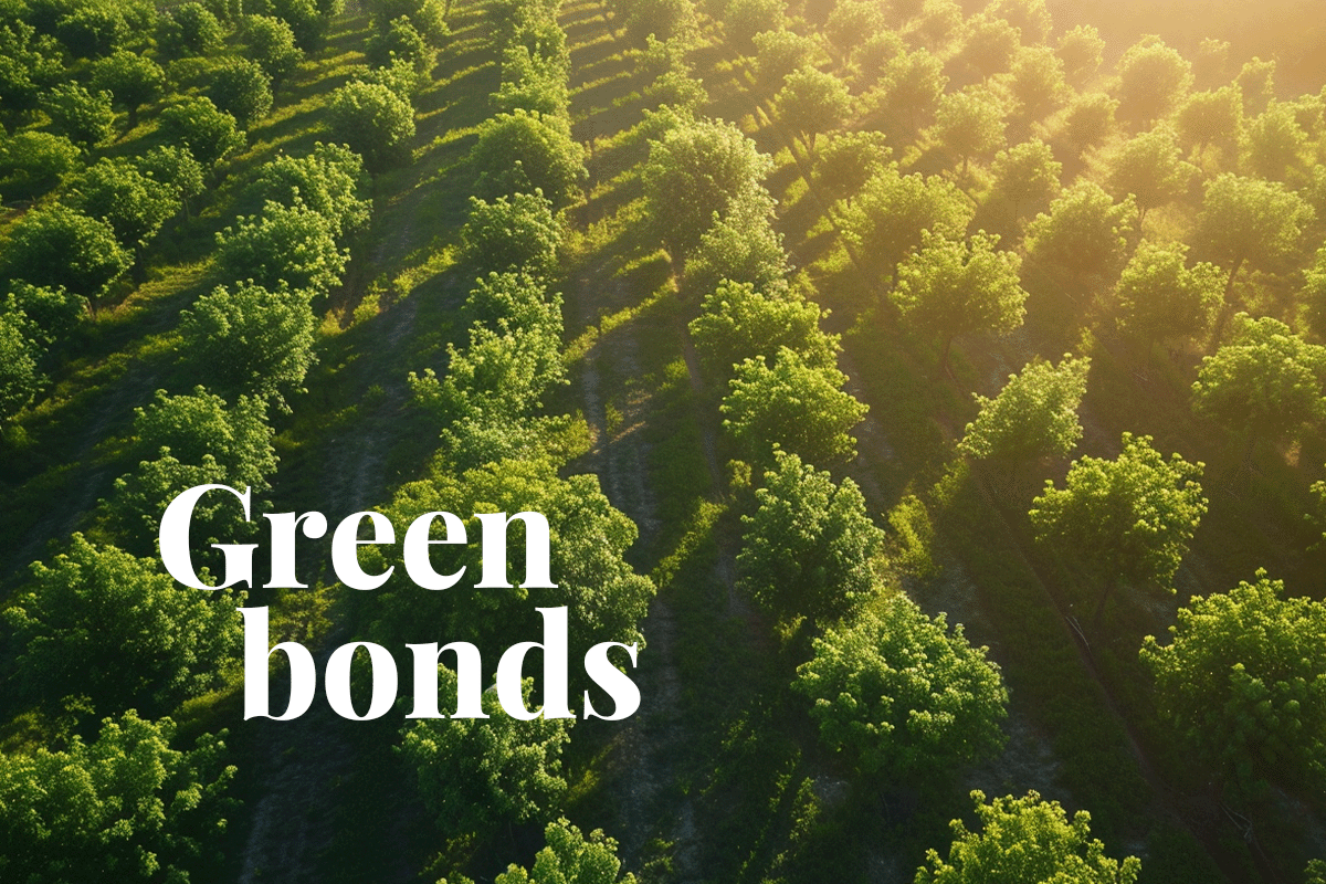 All you need to know about green bonds_Aerial view of a forest with young trees planted in a row_visual 1
