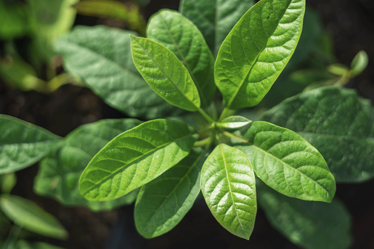 All you need to know about green bonds_Close up of a young tree seedling_visual 6