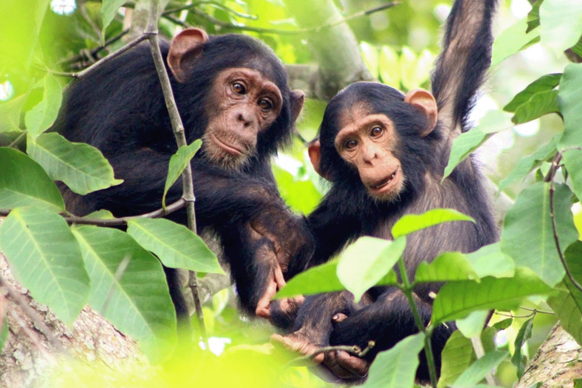 All you need to know about green bonds_Two bulindi chimpanzees sitting in a tree_visual 8