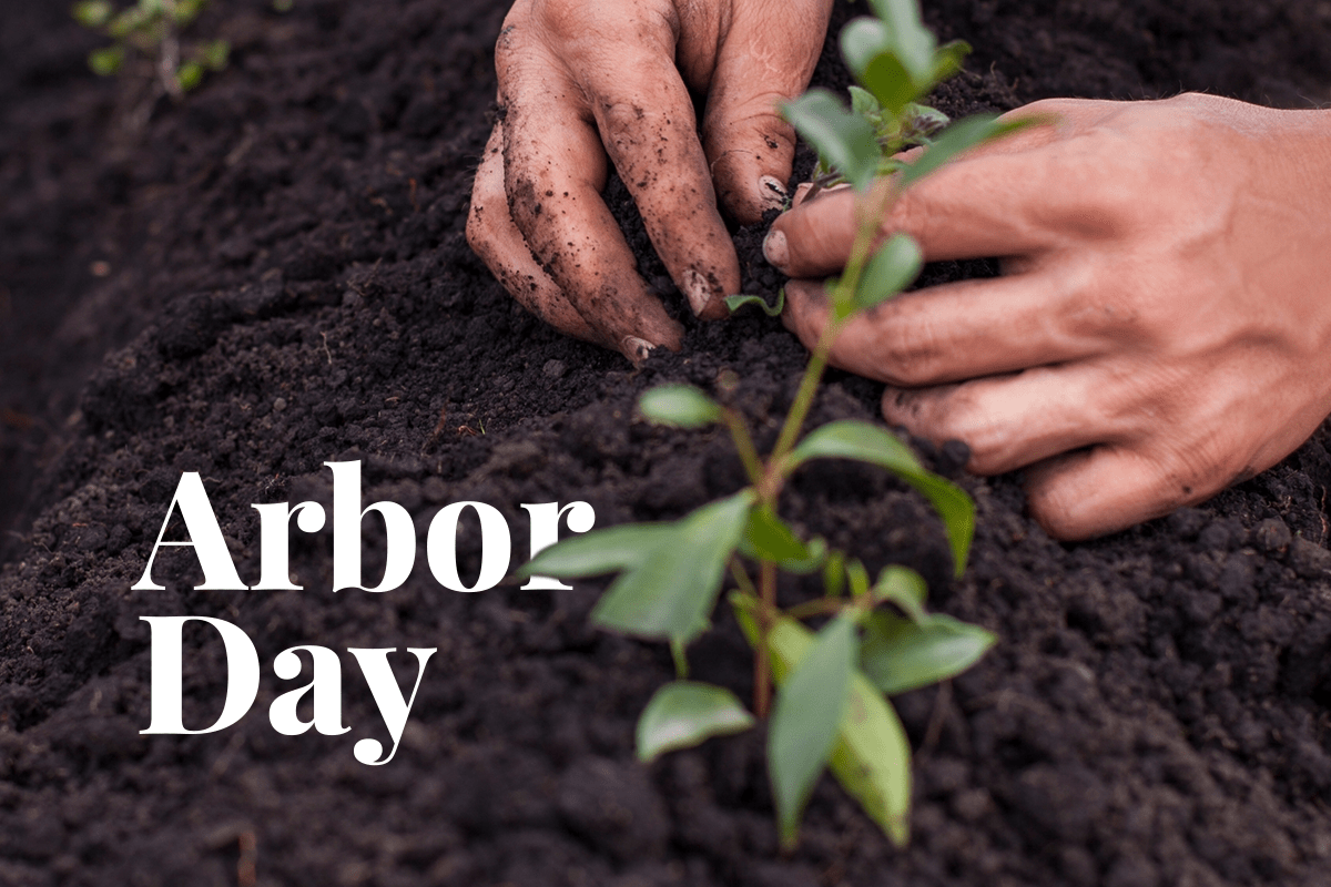 Arbor Day_ celebrating the many powers of trees_visual 1
