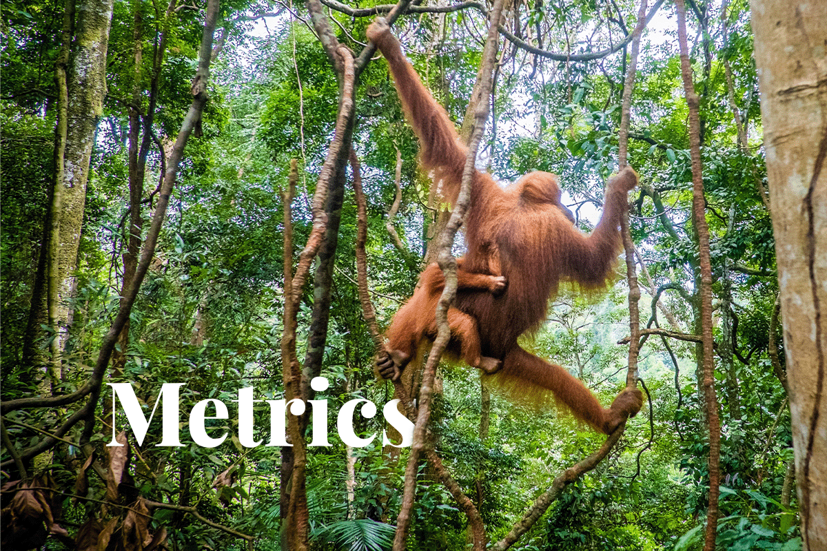 Asset managers tackle biodiversity loss by creating metrics_Bornean orangutans playing on lianas in a jungle in Indonesia_visual 1