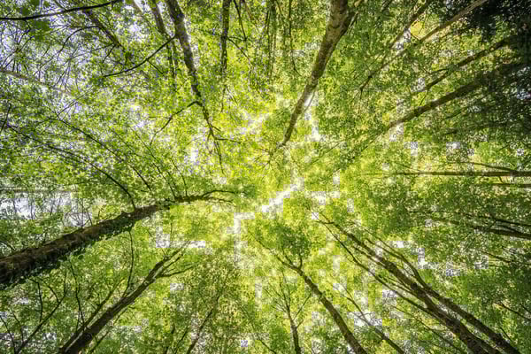 DGB-Carbon-Offsett-Carbon-Credits-Company
