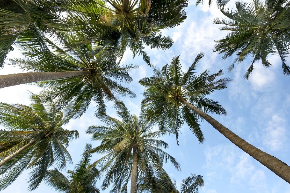 We need to plant more trees