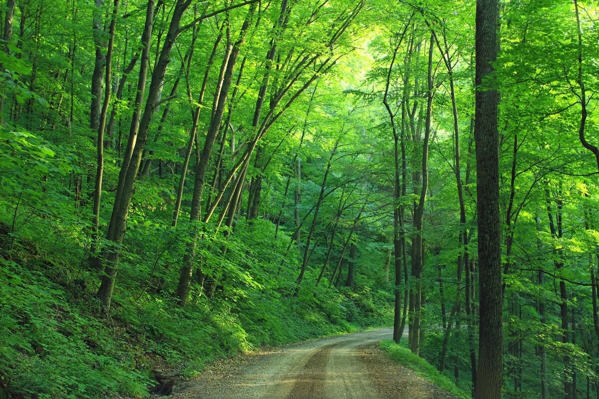 How Trees Can Help Against Air Pollution