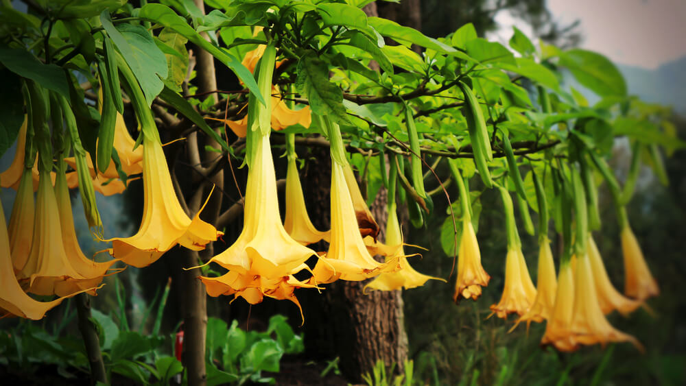 angel trumpets