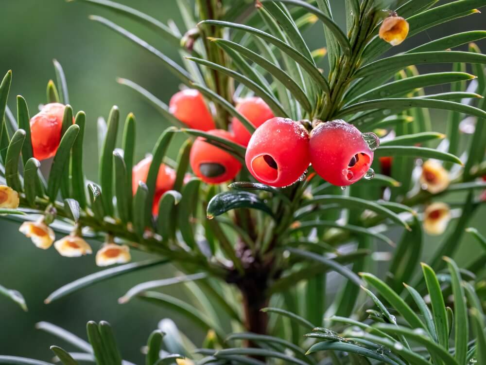 european yew