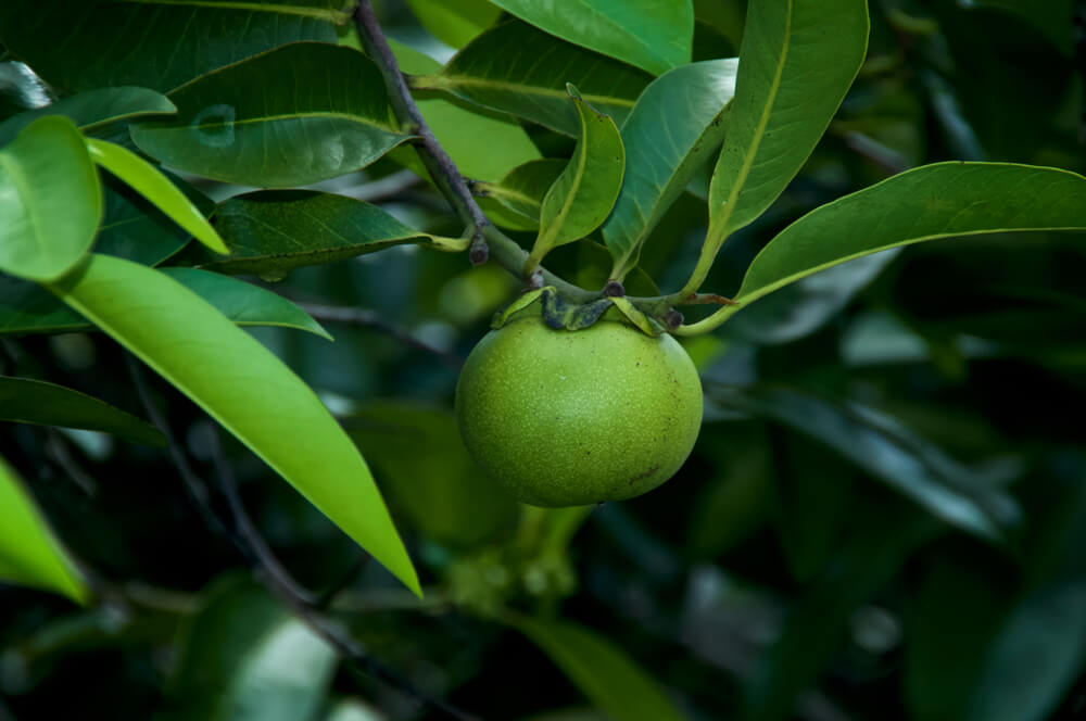 manchineel 2