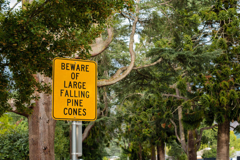 pine cone