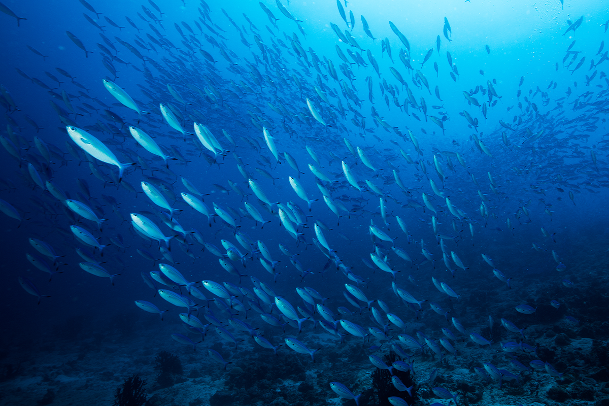 Austral Fisheries reaching carbon neutrality-1