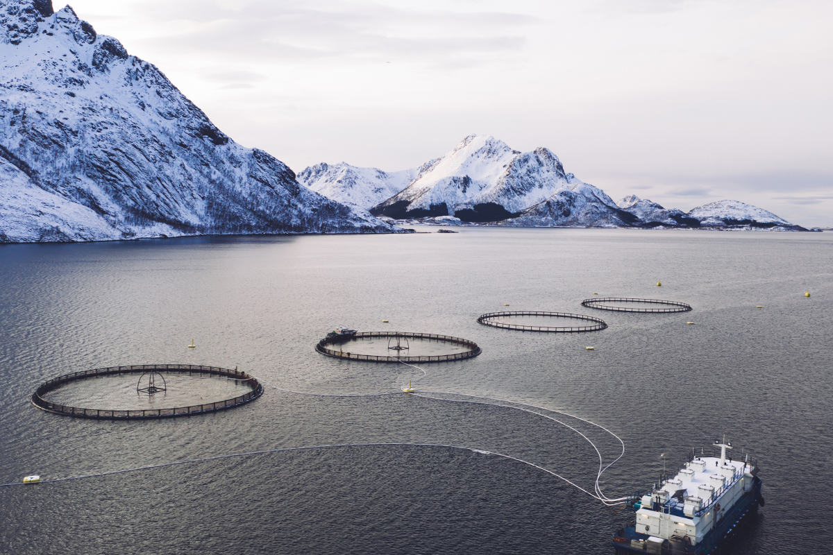 Austral Fisheries reaching carbon neutrality