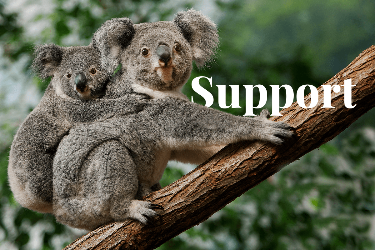 Australia announces new authority_koala_visual 1