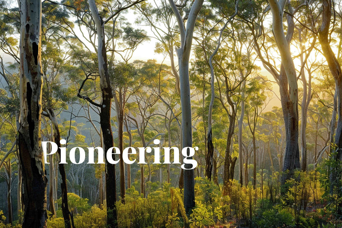 Australia launches pioneering green Treasury Bond for ethical investing_Sunset breaking through an eucalyptus forest in Australia_visual 1