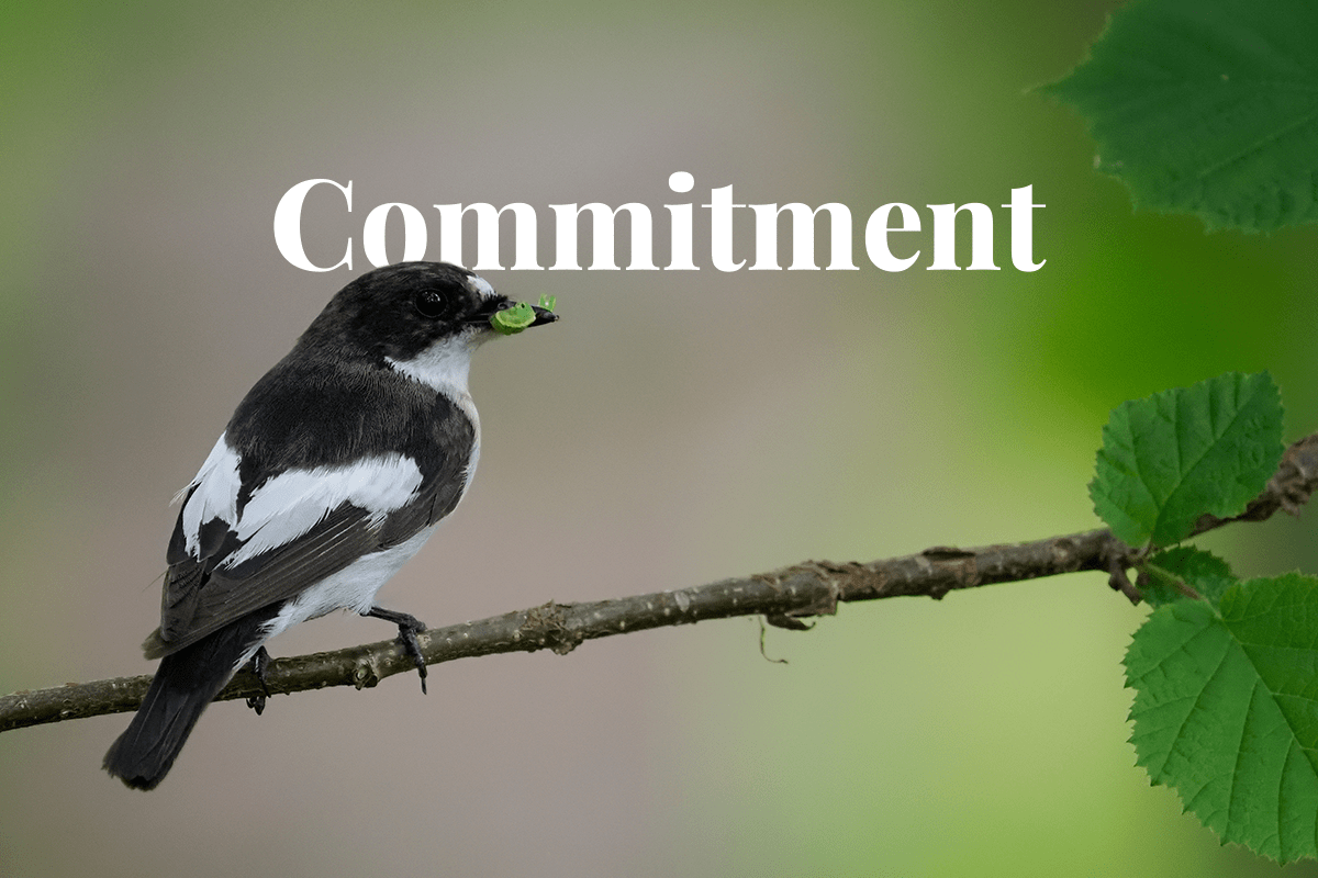 Aviva renews commitment to net zero_pied flycatcher sitting on a tree branch_visual 1