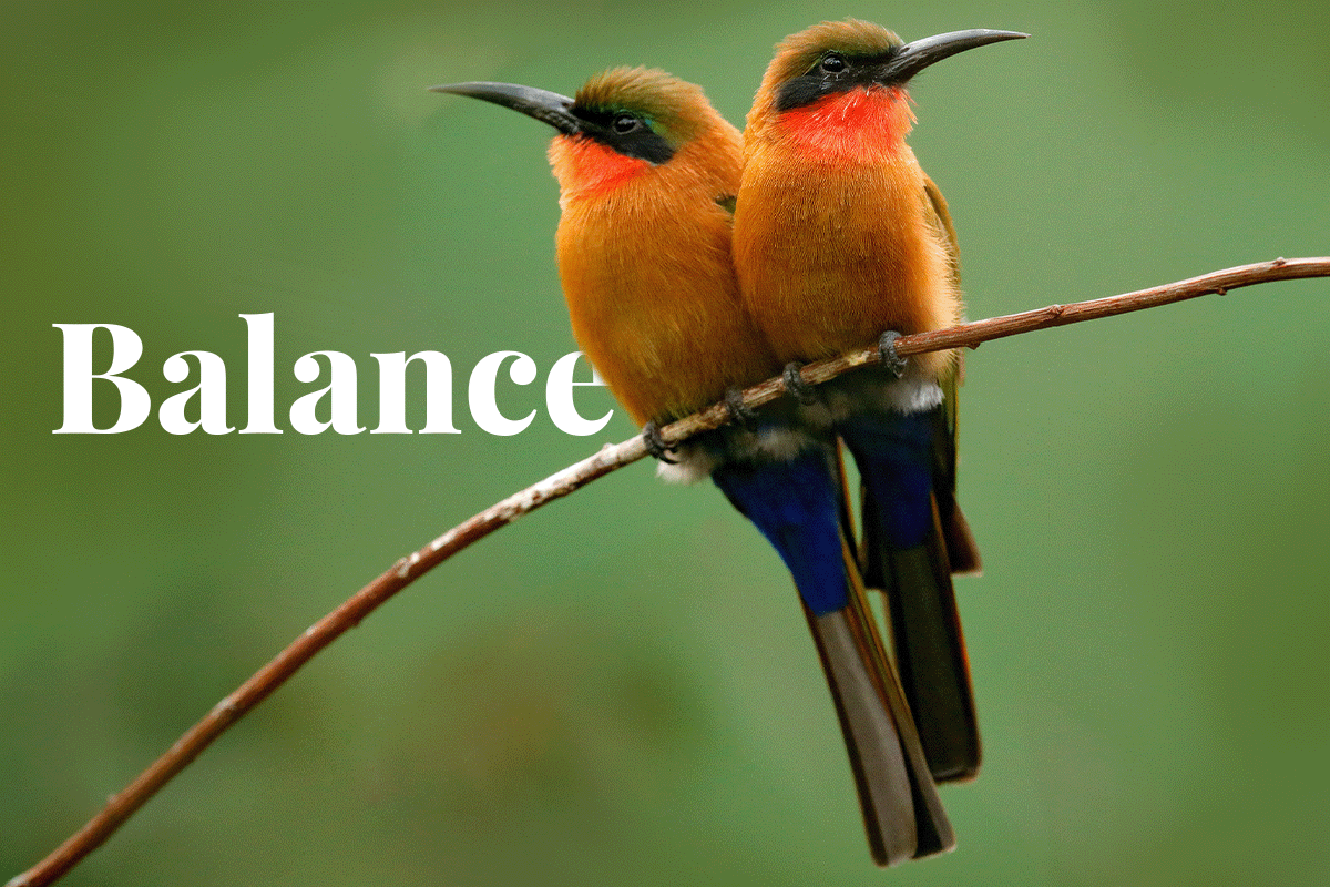 Balancing Nature and Economy_ African Regulatory Action_African birds sitting on a tree branch_visual 1