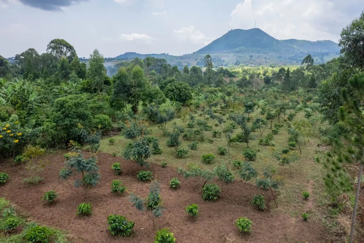 Balancing portfolios_ Nature-based vs renewable carbon credits_visual 7