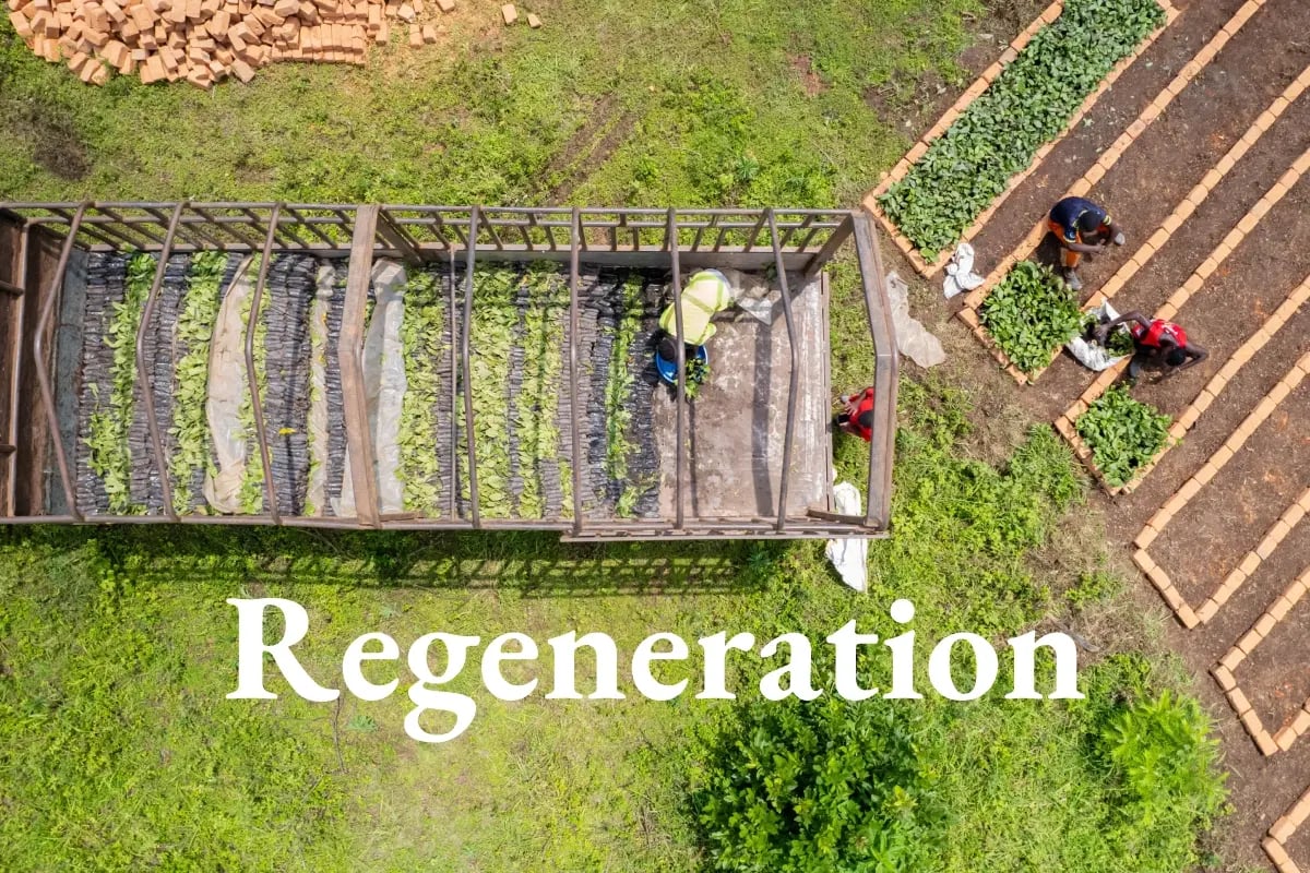 Beyond tonnes_ How carbon credit co-benefits elevate value_visual 1