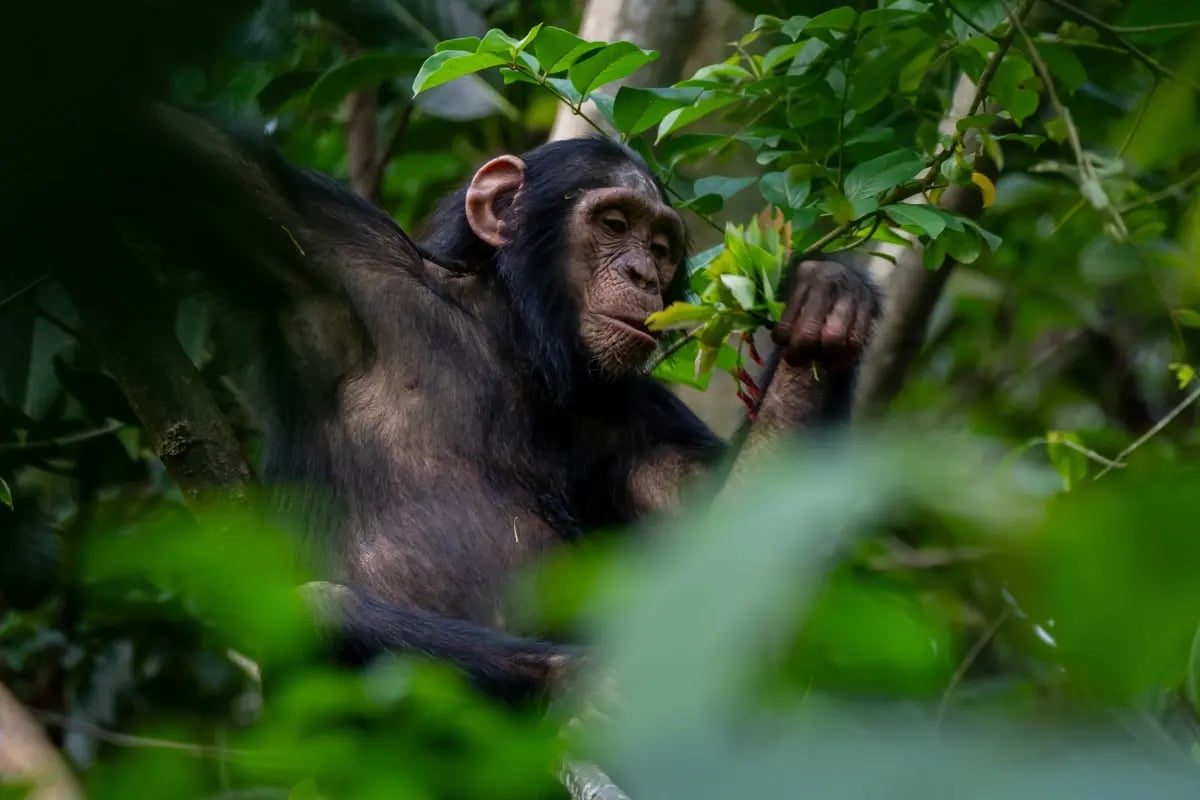 Beyond tonnes_ How carbon credit co-benefits elevate value_visual 3