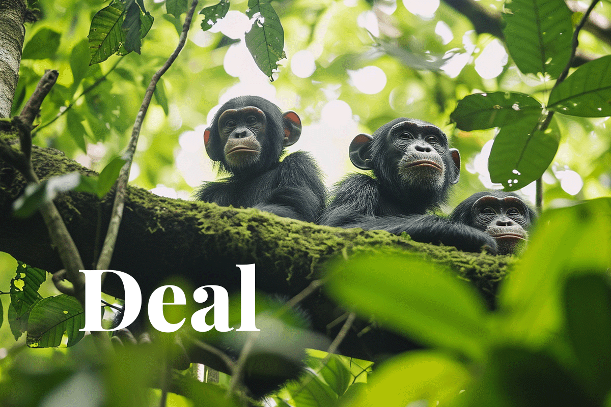 Billion-dollar deal to preserve the DRCs forests_ A group of chimpanzees sitting among trees_visual 1