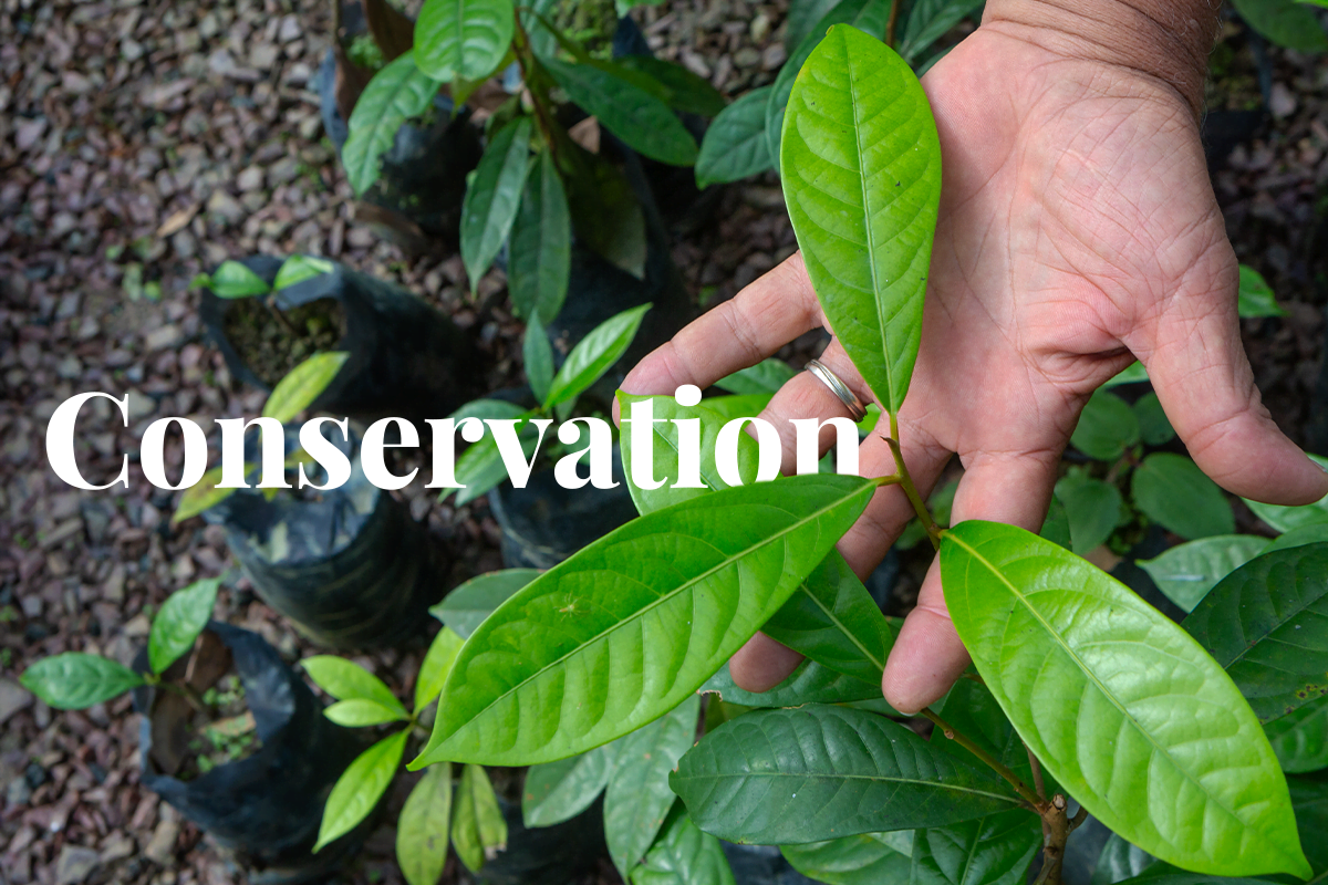 Biodiversity Credit Alliance could assist Voluntary Carbon Markets with governance