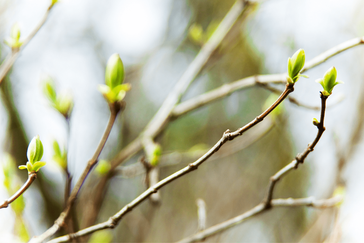 Biodiversity Reporting  Why Corporates Must Take a Quantitative Approach_visual 2