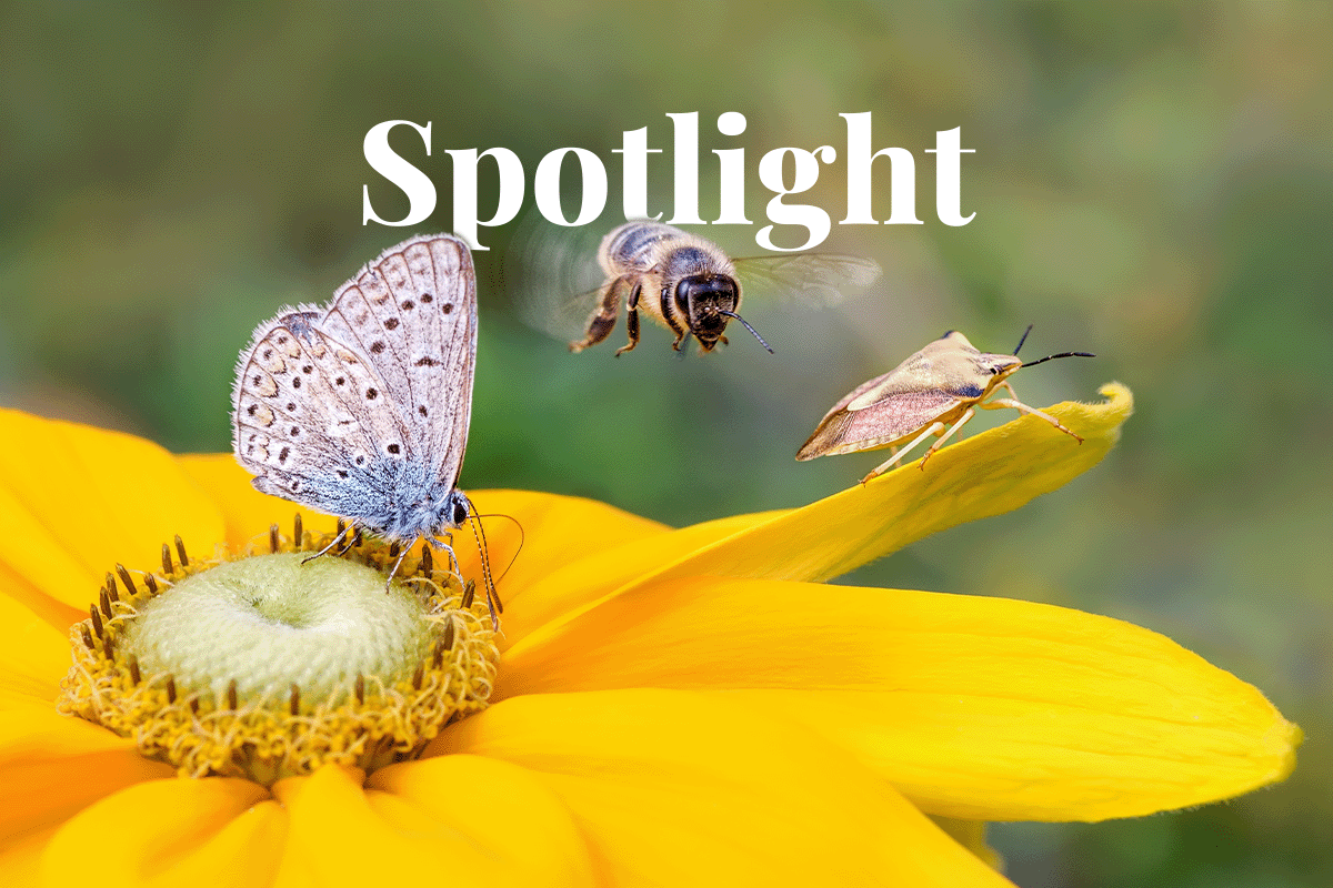 Biodiversity takes the spotlight in corporate ESG strategies_A butterfly, a bee and a shieldbug on a yellow flower_visual 1
