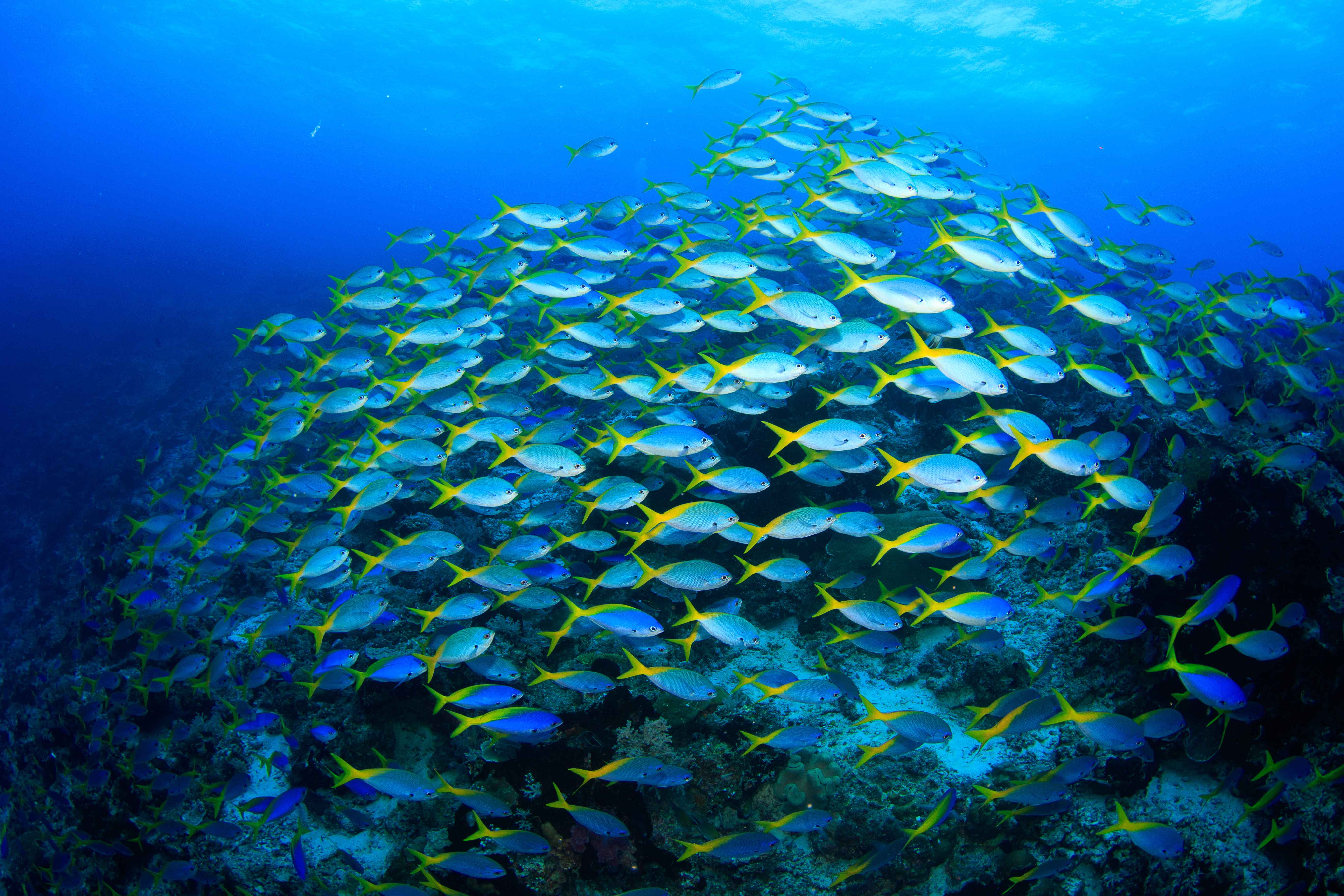 Biodiversity