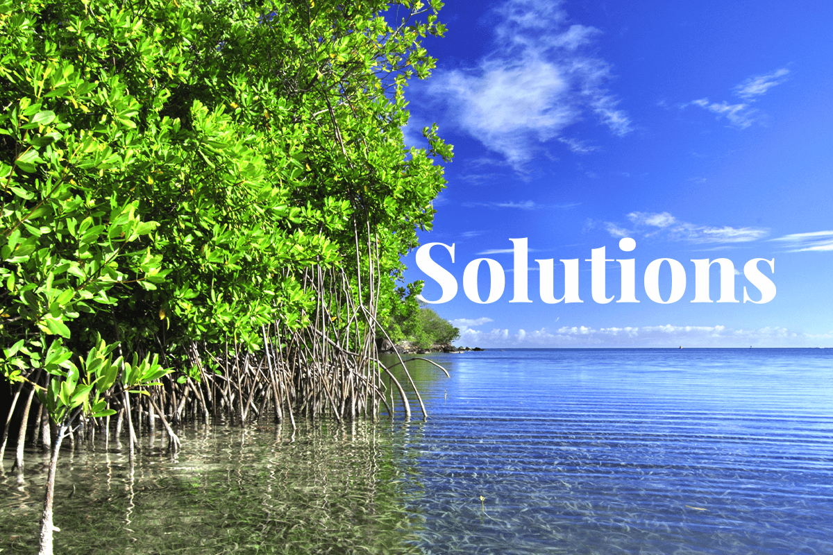 Blue Carbon Solutions  A Promising Opportunity for Conservation and Carbon Abatement in Oceans and Coasts_visual 1