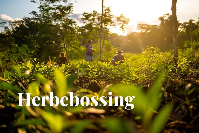 Brazil launches major restoration drive for Indigenous Amazon lands_Indigenous-led reforestation in the heart of the Amazon rainforest_visual 1_NL