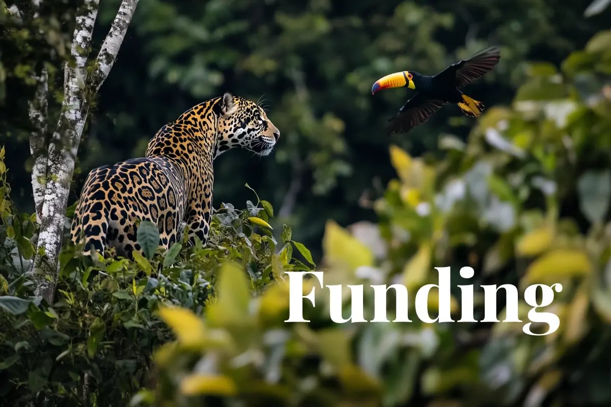 Brazil unveils multi-billion push for nature restoration_A jaguar watching a toucan flying among the vegetation of the Amazon forest_visual 1