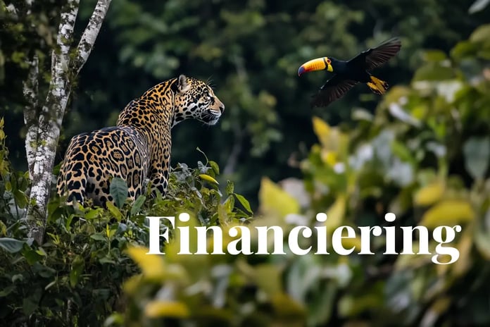 Brazil unveils multi-billion push for nature restoration_A jaguar watching a toucan flying among the vegetation of the Amazon forest_visual 1_NL