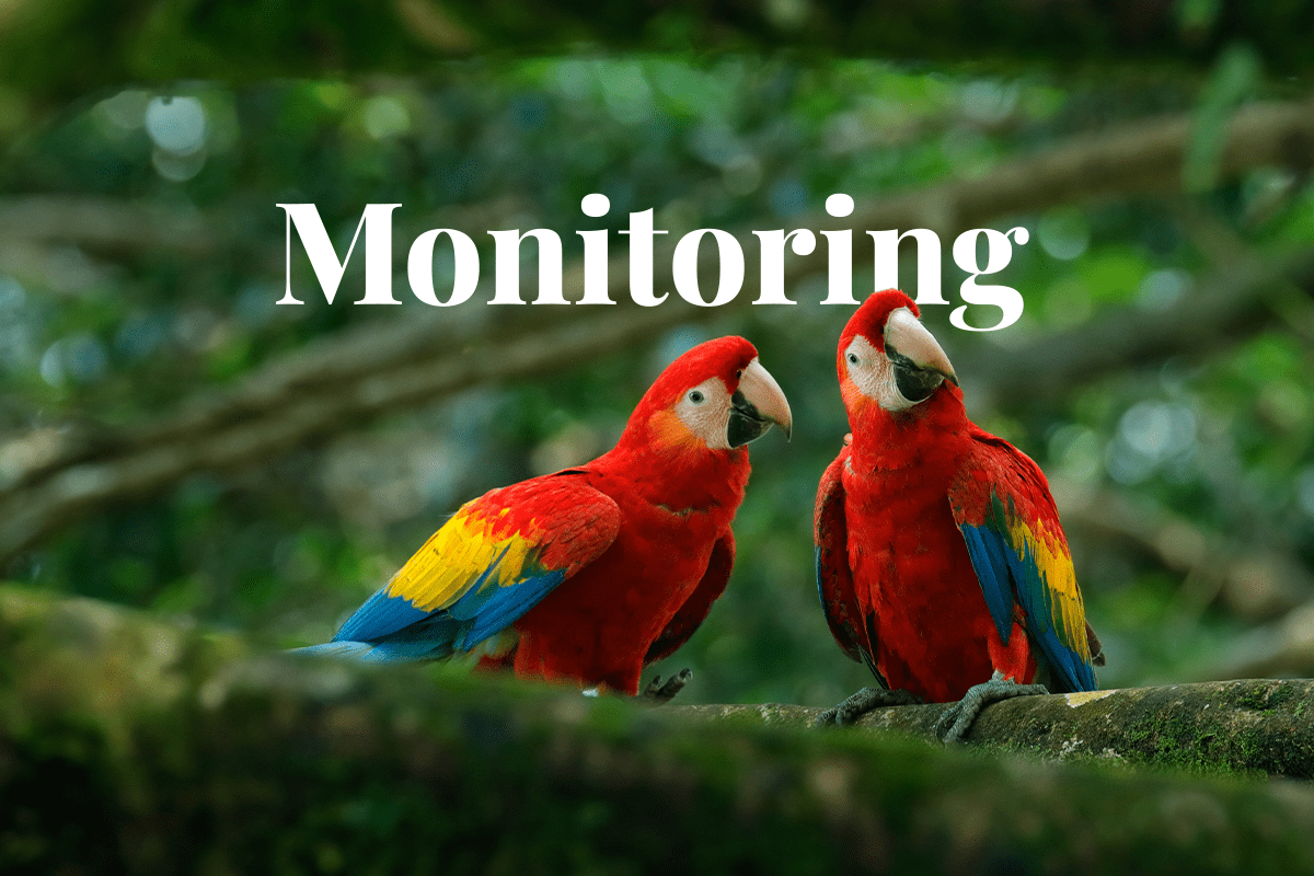 Brazilian NGO launches revolutionary carbon monitoring platform_parrots brazil_visual 1