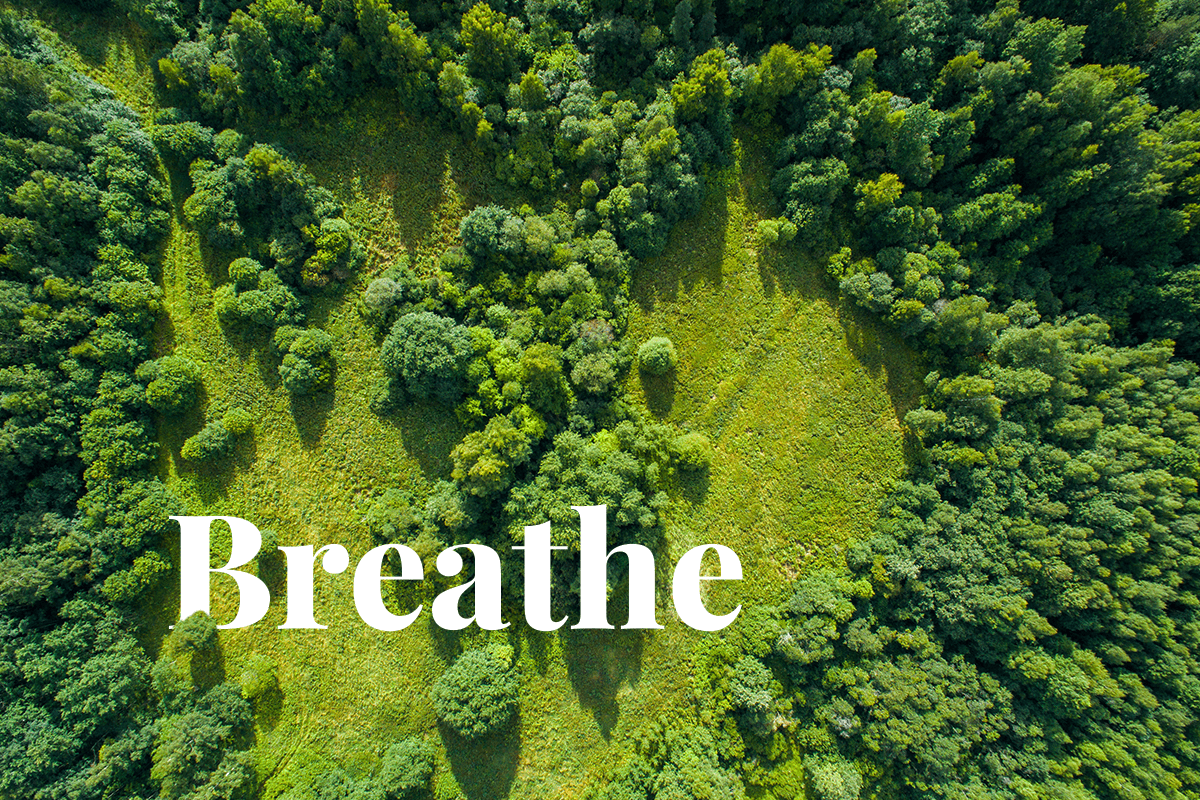 Breathe easy_ How trees are natures air-cleaning machines_visual 1