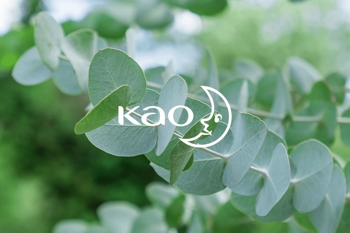 Bridging beauty and nature_ Kaos biodiversity breakthrough_Close-up of eucalyptus leaves on a branch_visual 1