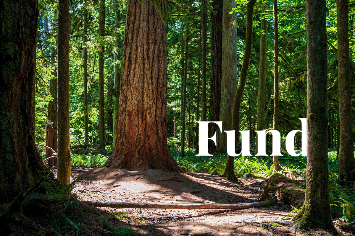 British Columbias fund to safeguard old-growth forests_old-growth forest on Canada West Coast_visual 1
