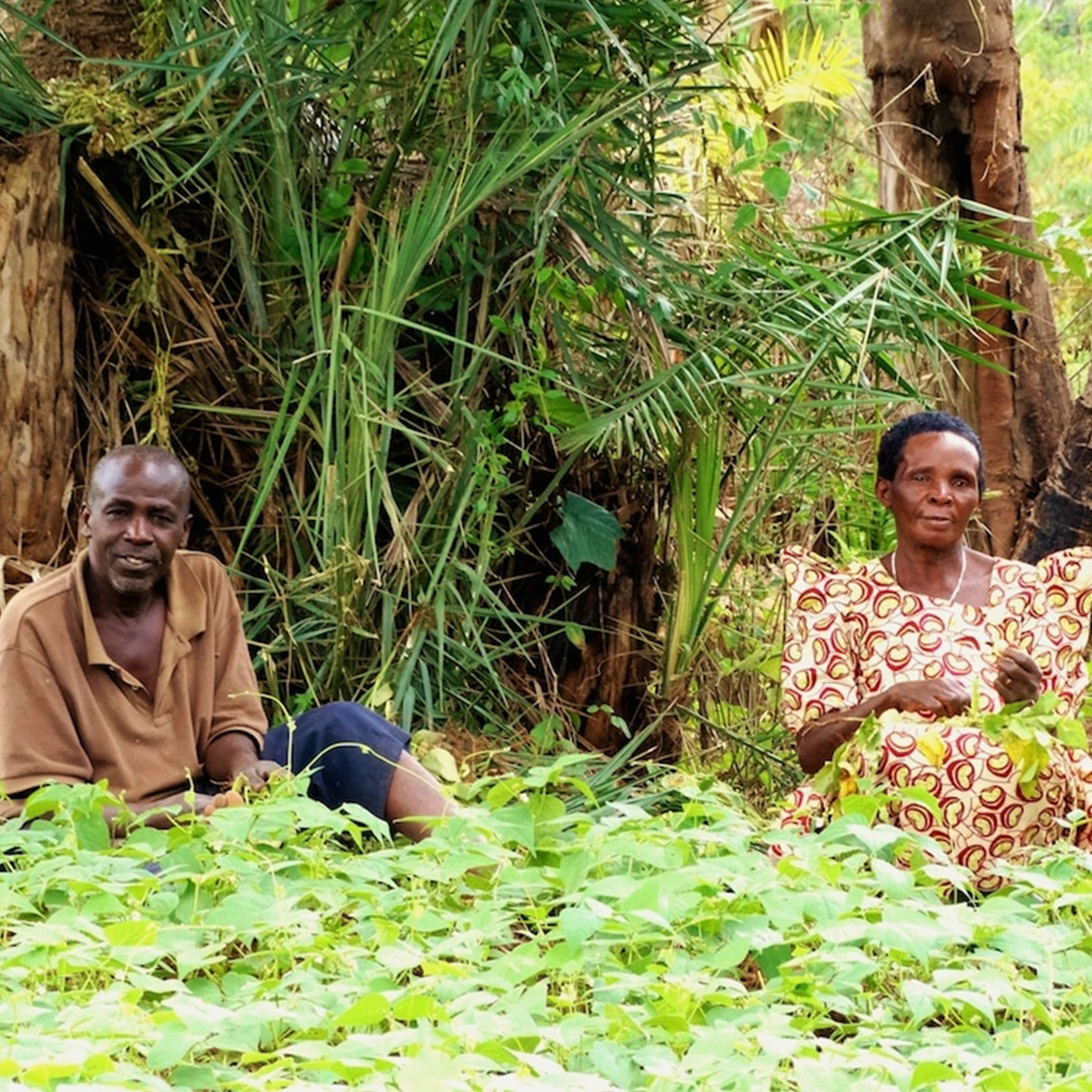 Bulindi Chimpanzee Habitat Restoration Project_a group of local people planting seedlings