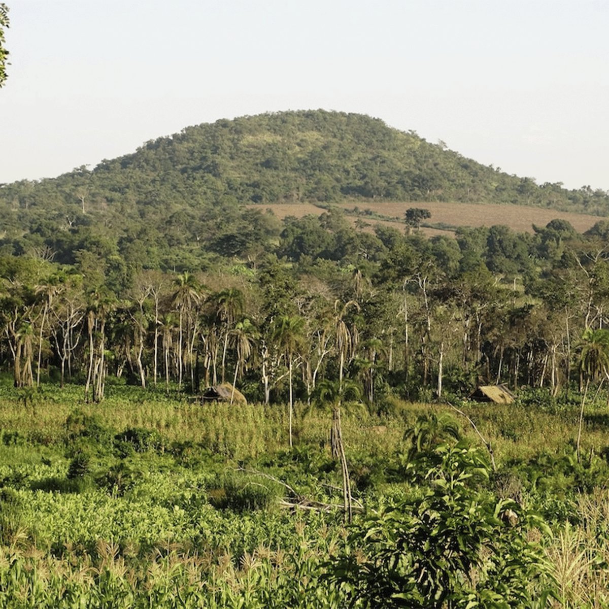 Bulindi Chimpanzee Habitat Restoration Project_view of a forest