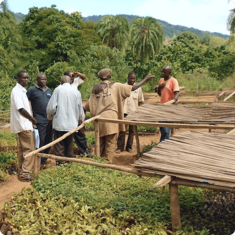 Bulindi Chimpanzee Habitat Restoration_gallery 10-min