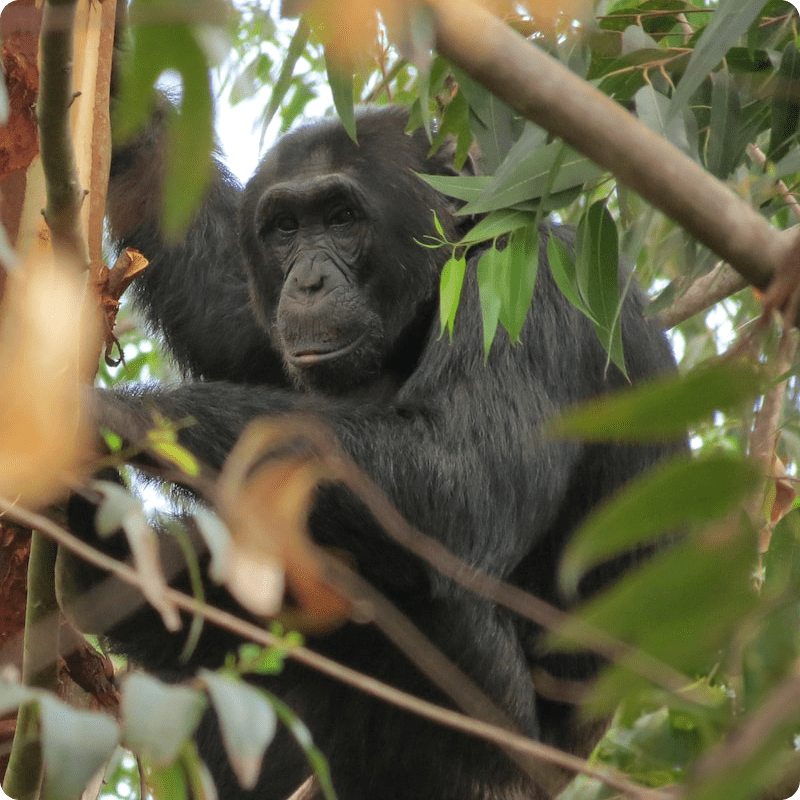 Bulindi Chimpanzee Habitat Restoration_gallery 4-min