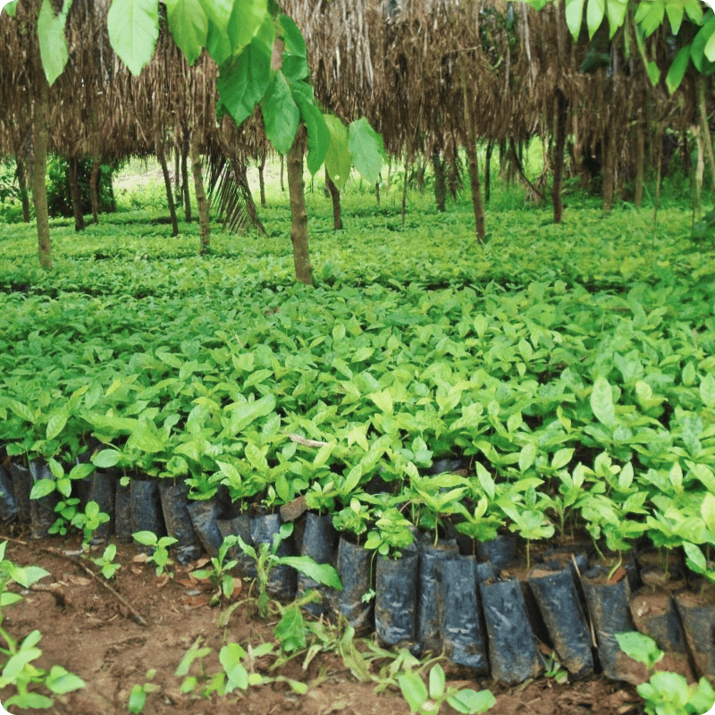 Bulindi Chimpanzee Habitat Restoration_gallery 5-min