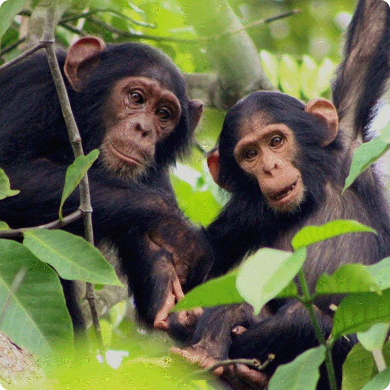 Bulindi Chimpanzee Habitat Restoration_gallery 6-min