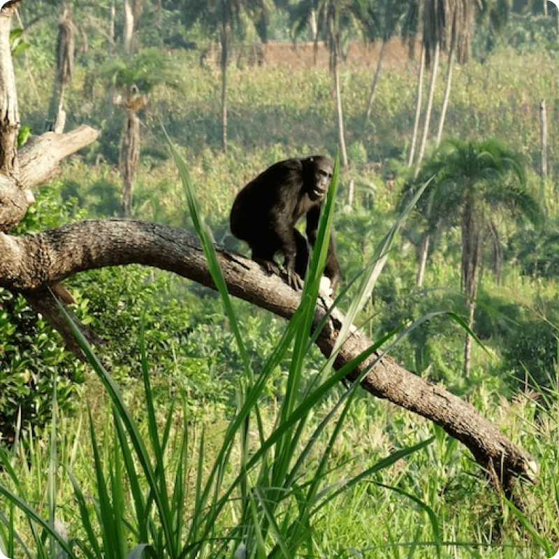 Bulindi Chimpanzee Habitat Restoration_gallery 8-min