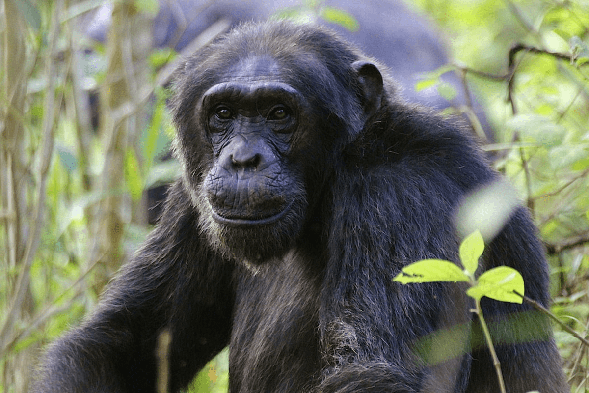 Bulindi Chimpanzees and the community_visual 2