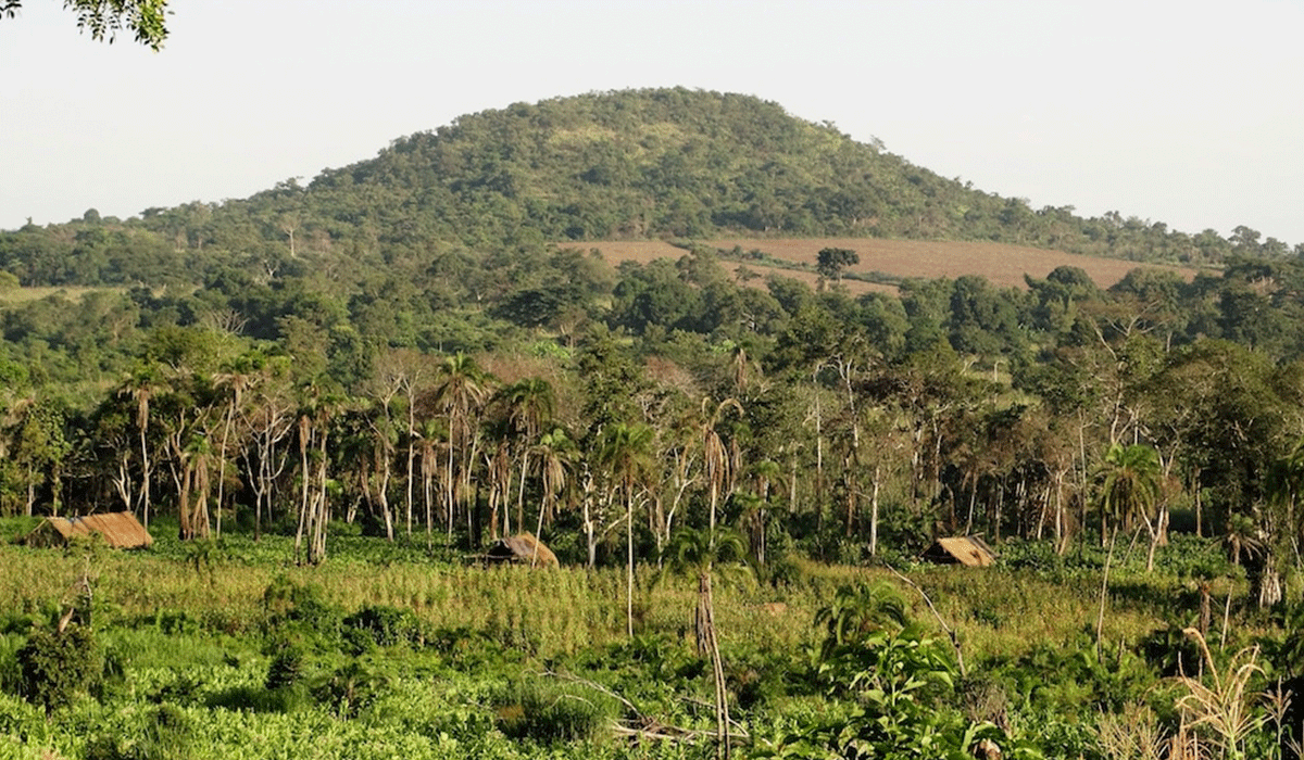 Bulindi-Chimpanzee-Habitat-Restoration-ProjectBulindi-Chimpanzee-Habitat-Restoration_monitoring