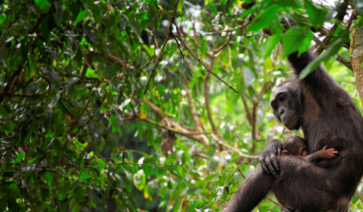 Bulindi Agroforestry and Chimpanzee Conservation Project, Oeganda