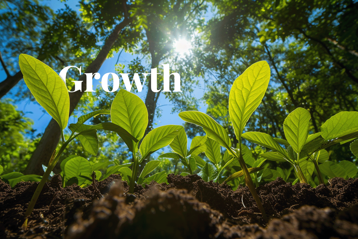 Bullish growth projections in the carbon market_View from below on young tree seedlings growing in a forest_visual 1