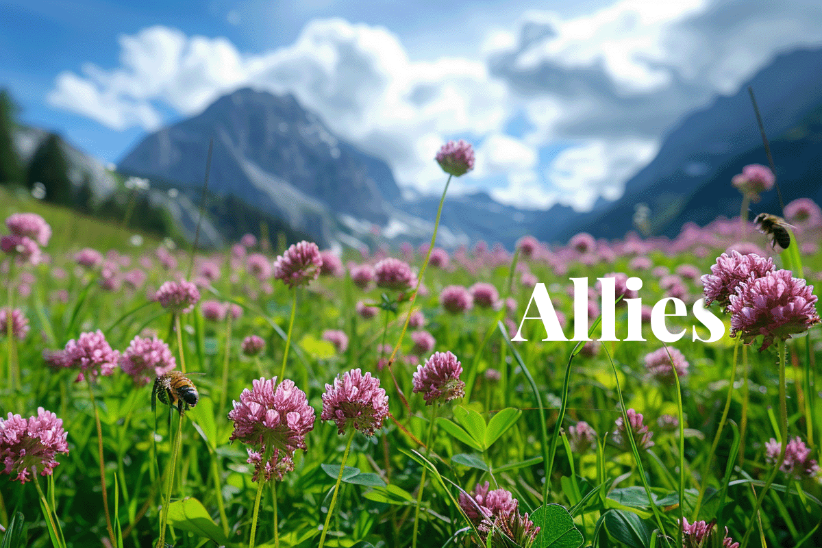 Businesses pivot towards biodiversity_Bees on a meadow of red clover and Rhaetian Alps in the background_visual 1